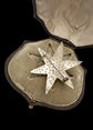 GEORGIAN PEARL STARFISH BROOCH WITH ORIGINAL BOX