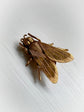 VICTORIAN 15CT GOLD FLY BROCH