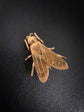 VICTORIAN 15CT GOLD FLY BROCH