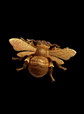 VICTORIAN 18CT GOLD BEE BROOCH