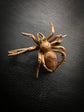 VICTORIAN 9CT GOLD SPIDER BROOCH